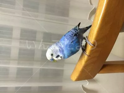 コメントの画像