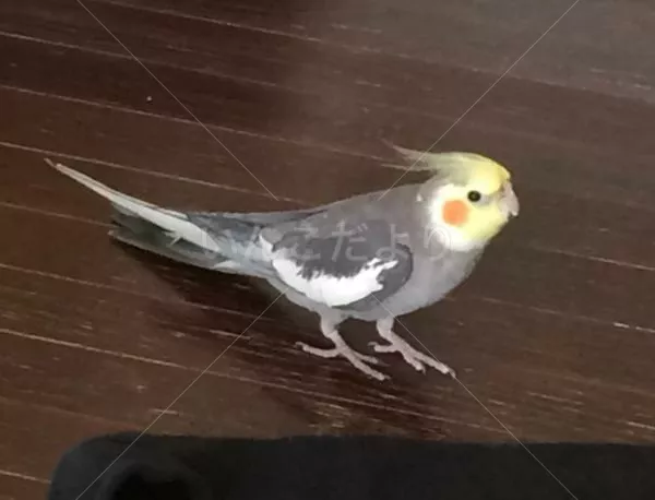 コメントの画像