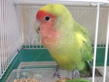 コメントの画像