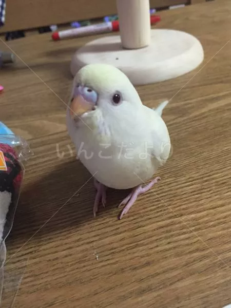 コメントの画像