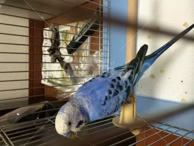 コメントの画像