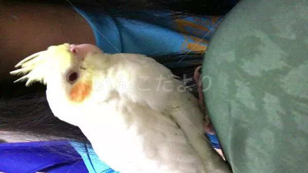 コメントの画像