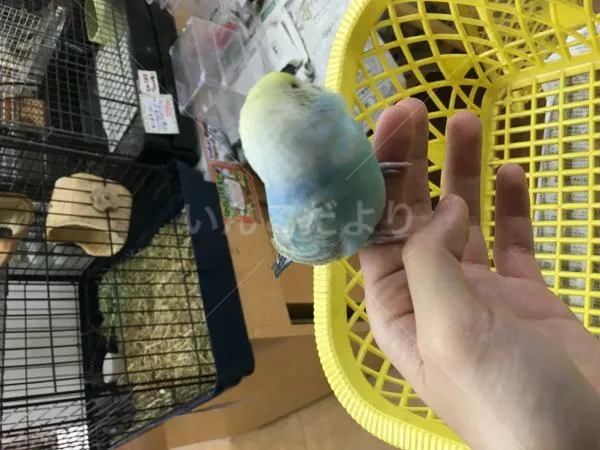 コメントの画像