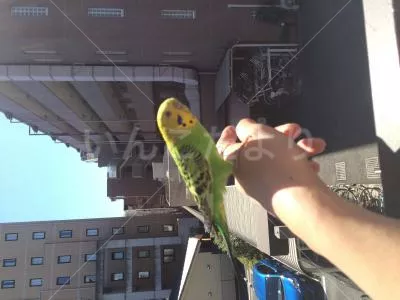 コメントの画像