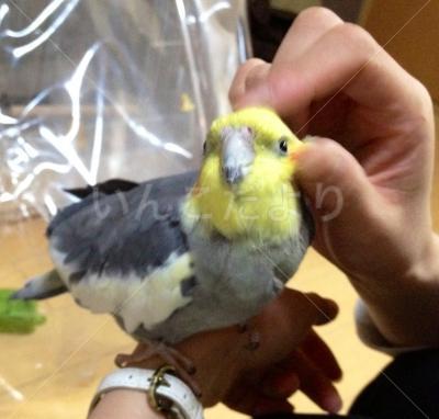 コメントの画像