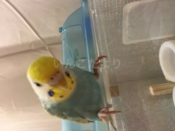 コメントの画像