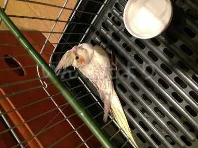 コメントの画像