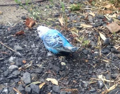 コメントの画像