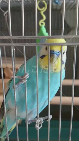 コメントの画像