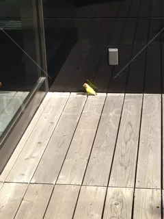 コメントの画像