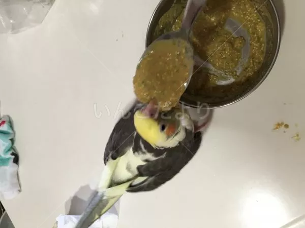 コメントの画像