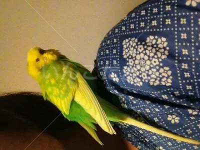 コメントの画像