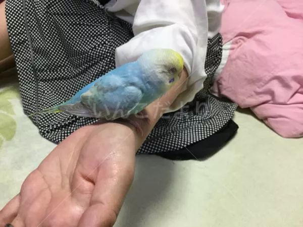 コメントの画像