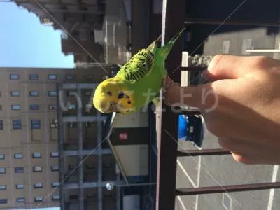 コメントの画像