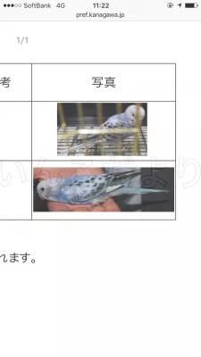 コメントの画像