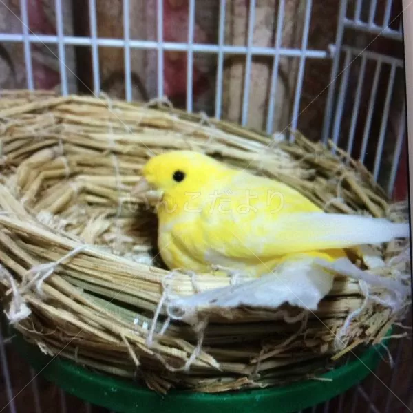 コメントの画像