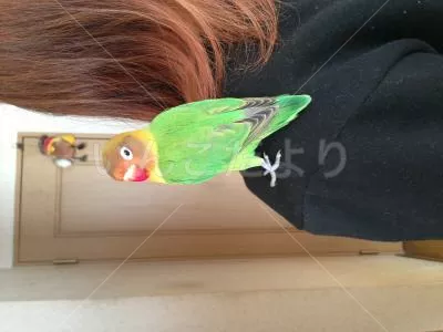 コメントの画像