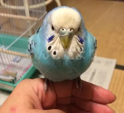 コメントの画像