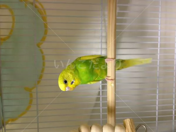 コメントの画像