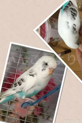 コメントの画像