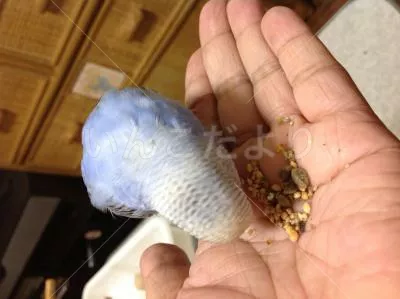 コメントの画像