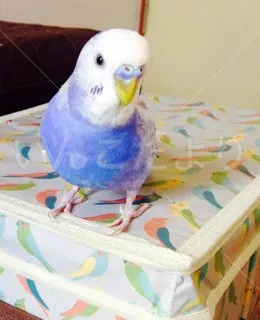 コメントの画像