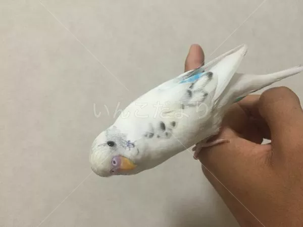 コメントの画像