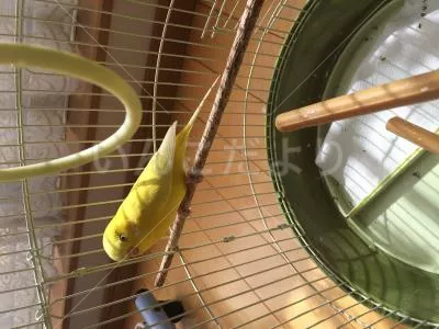 コメントの画像