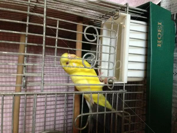 コメントの画像