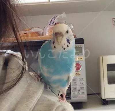 コメントの画像