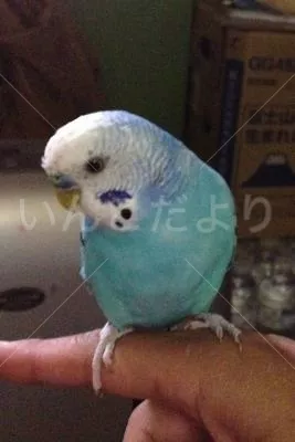 コメントの画像