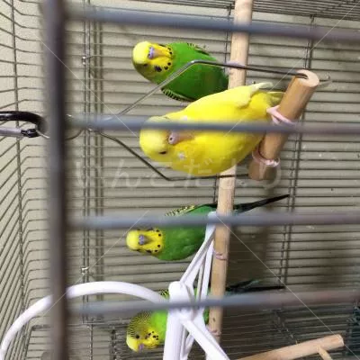 コメントの画像