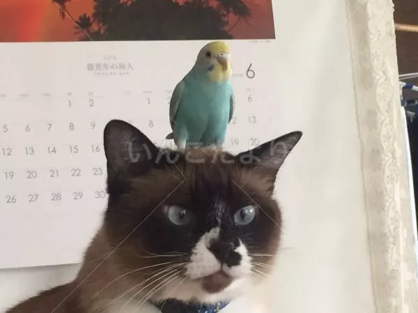 コメントの画像