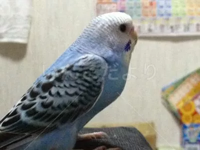 コメントの画像