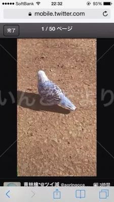 コメントの画像