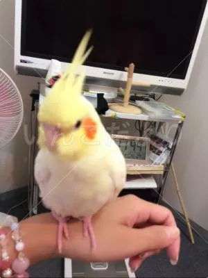 コメントの画像