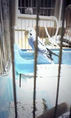 コメントの画像