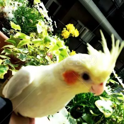 コメントの画像