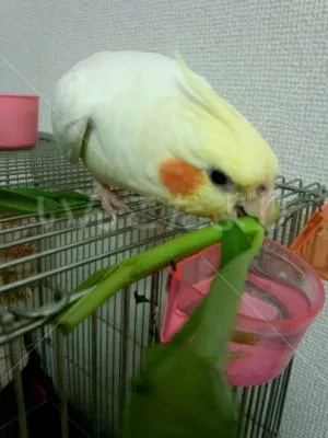 コメントの画像