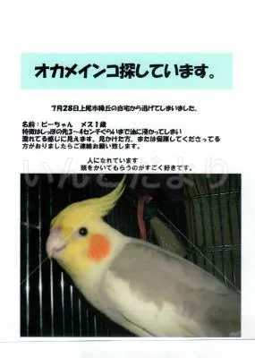 コメントの画像