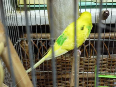 コメントの画像