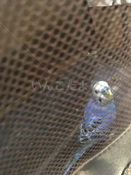 コメントの画像