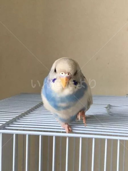 コメントの画像