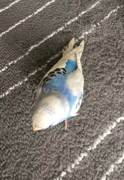 コメントの画像