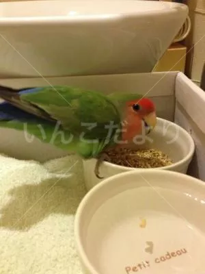 コメントの画像