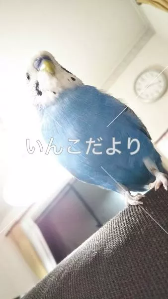 コメントの画像