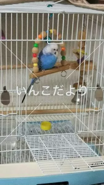 コメントの画像