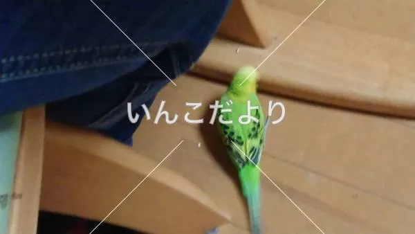 コメントの画像