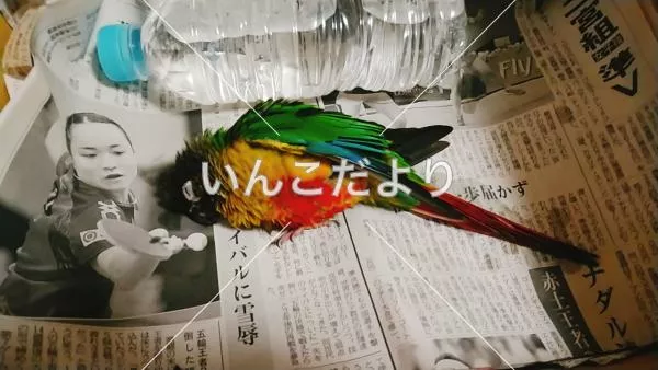 コメントの画像