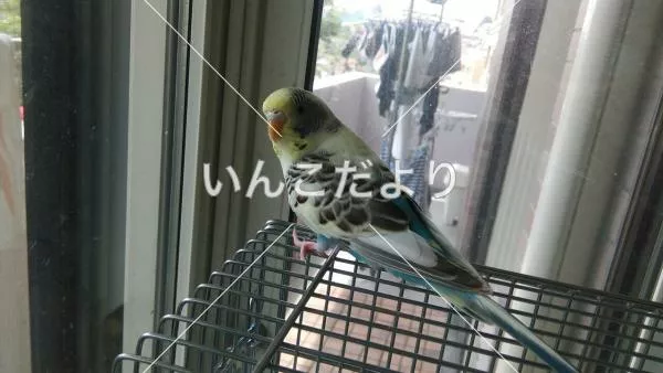 コメントの画像